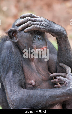 Bonobo/pygmy Schimpansen (Pan paniscus) Heiligtum Lola Ya Bonobo Schimpanse, der Demokratischen Republik Kongo. Captive Stockfoto