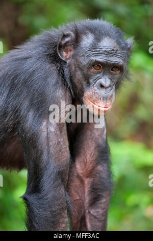 Bonobo/pygmy Schimpansen (Pan paniscus) erwachsenen Portrait, Sanctuary Lola Ya Bonobo Schimpanse, der Demokratischen Republik Kongo. Captive Stockfoto
