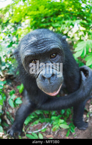 Bonobo/pygmy Schimpansen (Pan paniscus) Erwachsenen, Sanctuary Lola Ya Bonobo Schimpanse, der Demokratischen Republik Kongo. Captive Stockfoto