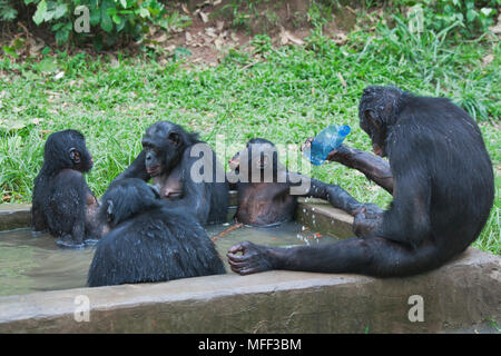 Bonobo/pygmy Schimpansen (Pan paniscus) Familie Gruppe entspannen in Wasser, Sanctuary Lola Ya Bonobo Schimpanse, der Demokratischen Republik Kongo. Captive Stockfoto