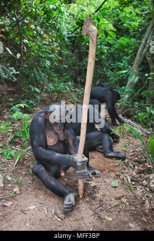 Bonobo/pygmy Schimpansen (Pan paniscus) Graben mit Stick, Sanctuary Lola Ya Bonobo Schimpanse, der Demokratischen Republik Kongo. Captive Stockfoto