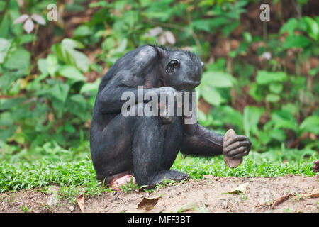 Bonobo/pygmy Schimpansen (Pan paniscus) mit einem Rock zu öffnen Muttern brechen, Sanctuary Lola Ya Bonobo Schimpanse, der Demokratischen Republik Kongo. Captive Stockfoto