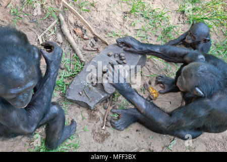 Bonobo/pygmy Schimpansen (Pan paniscus) mit einem Rock zu öffnen Muttern brechen, Sanctuary Lola Ya Bonobo Schimpanse, der Demokratischen Republik Kongo. Captive Stockfoto