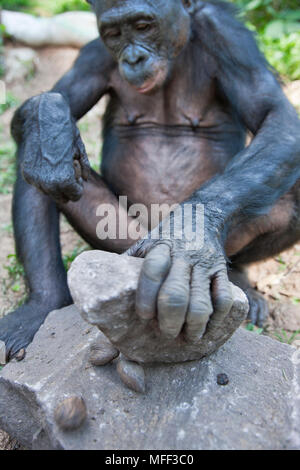 Bonobo/pygmy Schimpansen (Pan paniscus) mit einem Rock zu öffnen Muttern brechen, Sanctuary Lola Ya Bonobo Schimpanse, der Demokratischen Republik Kongo. Captive Stockfoto