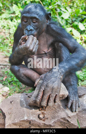 Bonobo/pygmy Schimpansen (Pan paniscus) mit einem Rock zu öffnen Muttern brechen, Sanctuary Lola Ya Bonobo Schimpanse, der Demokratischen Republik Kongo. Captive Stockfoto