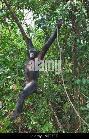 Bonobo/pygmy Schimpansen (Pan paniscus) Heiligtum Lola Ya Bonobo Schimpanse, der Demokratischen Republik Kongo. Captive Stockfoto