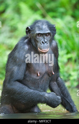 Bonobo/pygmy Schimpansen (Pan paniscus) nach Abkühlung im Wasser, im Heiligtum Lola Ya Bonobo Schimpanse, der Demokratischen Republik Kongo. Captive Stockfoto