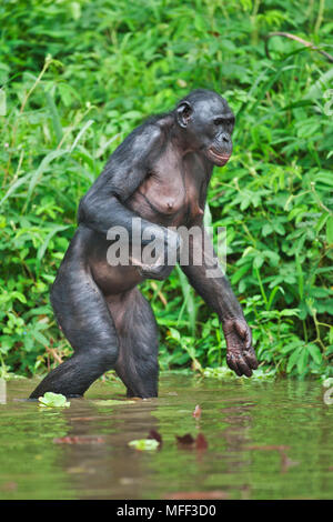 Bonobo/pygmy Schimpansen (Pan paniscus) nach Abkühlung im Wasser, im Heiligtum Lola Ya Bonobo Schimpanse, der Demokratischen Republik Kongo. Captive Stockfoto