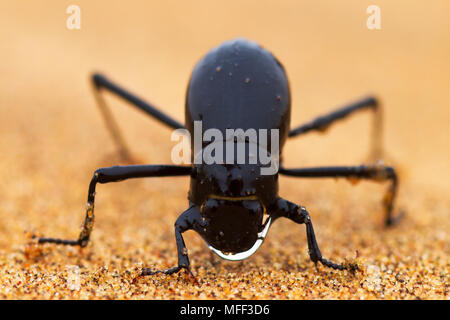 Die Namib Wüste Käfer (Gattung Stenocara) lebt in einem der trockensten Gebiete mit nur 1 und 1/2 Zoll (40 mm) Regen pro Jahr, und entwickelt. Stockfoto
