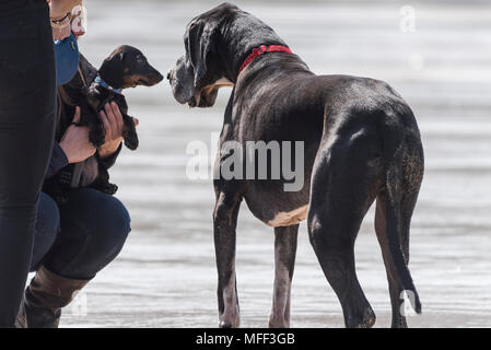 Eine Dogge treffen ein Dackel Welpen. Stockfoto