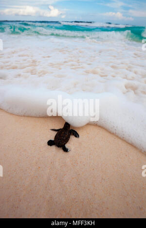 Karettschildkröte (Eretmochelys imbricata). Hatchling" hinunter in Richtung Strand auf das Meer. Gefährdete Arten. Cousine Island. Seychellen. Dist. Tropischen ein Stockfoto