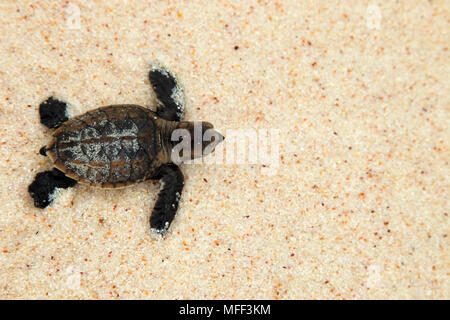 Karettschildkröte (Eretmochelys imbricata). Hatchling" hinunter in Richtung Strand auf das Meer. Gefährdete Arten. Cousine Island. Seychellen. Dist. Tropischen ein Stockfoto