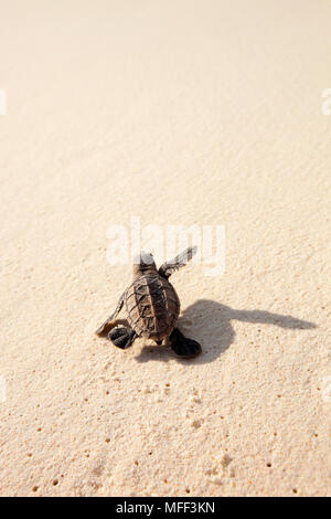 Karettschildkröte (Eretmochelys imbricata). Hatchling" hinunter in Richtung Strand auf das Meer. Gefährdete Arten. Cousine Island. Seychellen. Dist. Tropischen ein Stockfoto