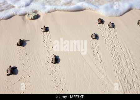 Hawksbill Schildkröte schlüpfen. (Eretmochelys imbricata). Hatchlings auf Strand zum Meer. Gefährdete Arten. Cousine Island. Seychellen. Dist. Stockfoto