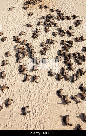 Hawksbill Schildkröte schlüpfen. (Eretmochelys imbricata). Hatchlings auf Strand zum Meer. Gefährdete Arten. Cousine Island. Seychellen. Dist. Stockfoto