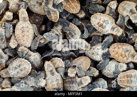 Masse der Karettschildkröte schlüpfen. (Eretmochelys imbricata). Gefährdete Arten. Cousine Island. Seychellen. Dist. Tropische und subtropische Meere Stockfoto