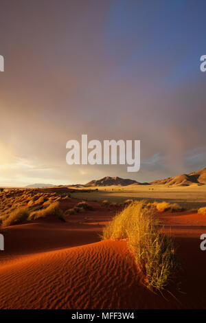 Sonnenuntergang Landschaft zeigt die einzigartige Ökologie der Namibwüste Südwesten oder pro - Namib. NamibRand Nature Reserve, Namibia