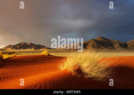 Sonnenuntergang Landschaft zeigt die einzigartige Ökologie der Namibwüste Südwesten oder pro - Namib. NamibRand Nature Reserve, Namibia