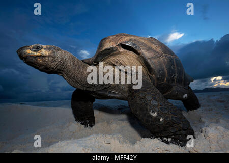 Riesenschildkröte (Geochelone gigantea) am Strand. Seychellen Stockfoto