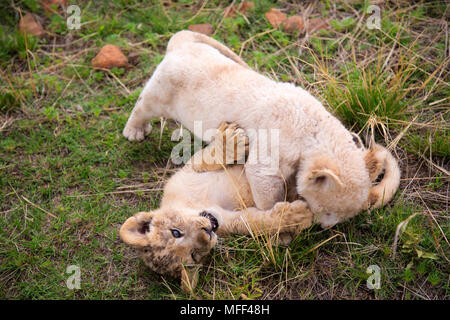 Afrikanischer Löwe (Panthera leo) Weiß und tawny Cubs spielen, Südafrika. Captive Stockfoto