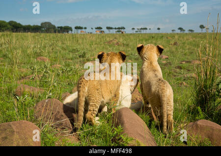 Weiß und Tawny African Lion Cubs (Panthera leo) Dollars. Südafrika. Captive Stockfoto