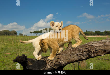 Weiß und Tawny African Lion Cubs (Panthera leo) spielen auf Anmelden, Südafrika. Captive Stockfoto