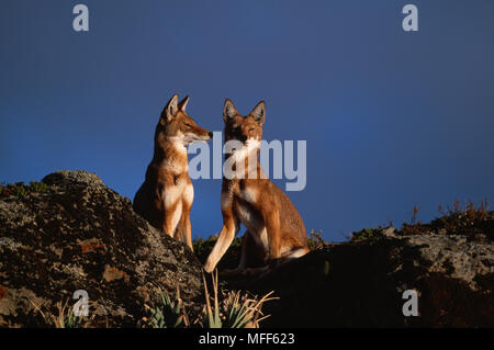 Äthiopische Wölfe zwei sitzende Canis simensis Bale Mountains Nat'l Park, Äthiopien. Der weltweit seltensten Canidae. Stockfoto