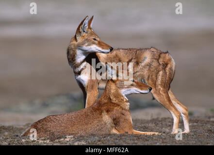 Äthiopische Wölfe Canis simensis Bale Mountains Nat'l Park, Äthiopien. Der weltweit seltensten Canidae. Stockfoto