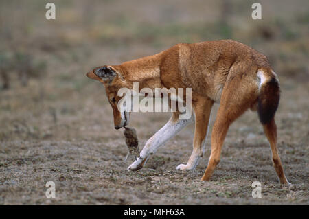 Äthiopische Wolf essen Gras Ratte Canis simensis (ernähren sich hauptsächlich von Nagetiere). Bale Mountains Nat'l Park, Äthiopien. Stockfoto