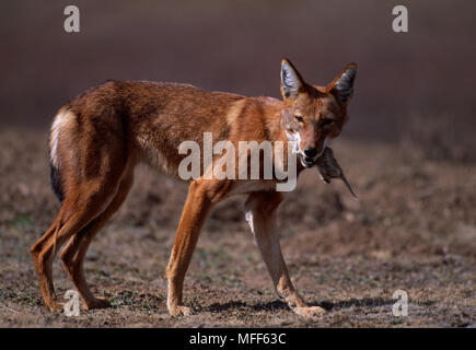 Äthiopische Wolf essen Gras Ratte Canis simensis (ernähren sich hauptsächlich von Nagetiere). Bale Mountains Nat'l Park, Äthiopien. Stockfoto