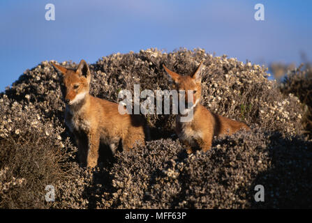 Äthiopische Wolf Cubs, 2 Monate alt Canis simensis Bale Mountains Nationalpark, Äthiopien. Stockfoto