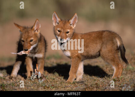 Äthiopische Wolf Cubs, 2 Monate alt Canis simensis Bale Mountains Nationalpark, Äthiopien. Stockfoto