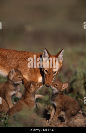 Äthiopische Wölfe erwachsene und junge Canis simensis Bale Mountains Nationalpark, Äthiopien. Stockfoto