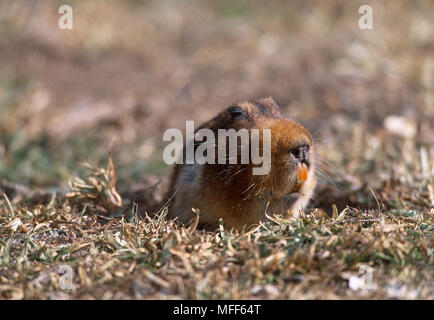 Riesige MOLE RATTE im Burrow Eingang Tachyoryctes macrocephalus Bale Mountains Nationalpark, Äthiopien. Endemisch auf Bale Berge. Auch Große genannt - vorangegangen Stockfoto