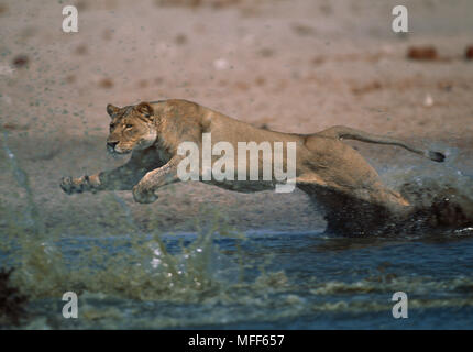 Afrikanischer Löwe jagt Beute Panthera leo Etosha Nationalpark, Namibia Stockfoto