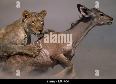 Afrikanischer Löwe Fang kudu Panthera leo Etosha Nationalpark, Namibia Stockfoto