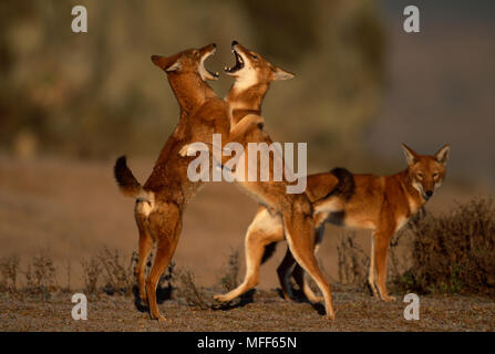 Äthiopische Wolf Canis simensis Paar spielen - kämpfende Bale Mountains Nationalpark, Äthiopien Stockfoto