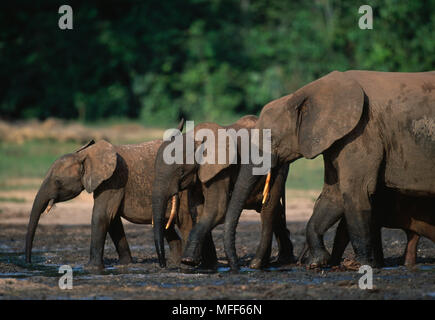 Afrikanischen WALDELEFANTEN Loxodonta africana cyclotis Kälber & weiblichen Dzanga Bai, - Dzanga Ndoki, Natl Pk, Zentralafrikanische Republik Stockfoto