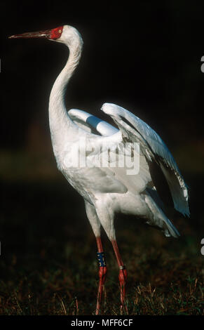 Sibirischen Kranich Grus leucogeranus mit Volkszählung tracker Tag am Bein. Indien. Stockfoto