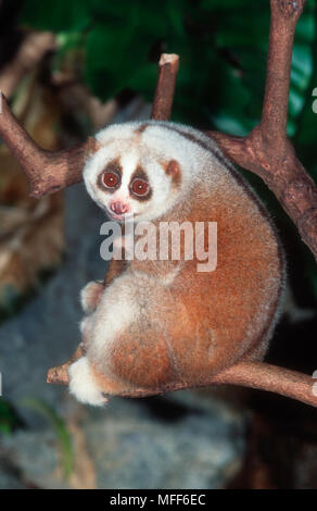 SLOW LORIS Nycticebus coucang Nächtliche Südostasien Stockfoto