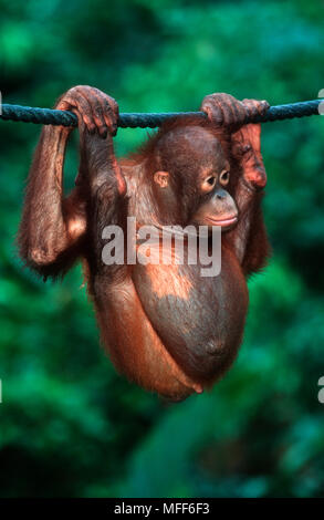 Orang-utan-Junge hängen von der Zweigstelle Pongo pygmaeus Sepilok Rehabilitation Centre, Borneo, Malaysia gefährdeten Arten Stockfoto