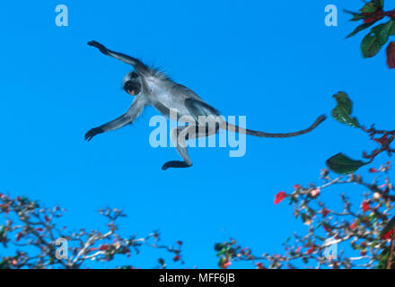 Sansibar RED COLOBUS Procolobus badius kirkii Springen zwischen den Bäumen die Insel Sansibar, Tansania Endemisch, gefährdete Stockfoto