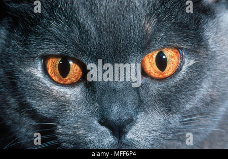 Britisch Kurzhaar Katze blau Creme in der Nähe der Augen Stockfoto