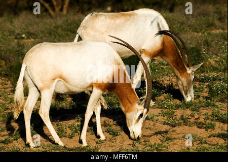 SCIMITAR - GEHÖRNTE oder SAHARA ORYX Oryx dammah Gruppe Fütterung. Ausgestorben? Re-souss-massa Nationalpark, Marokko eingeführt. Stockfoto