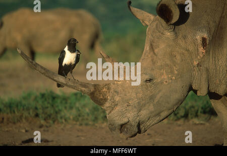 WHITE RHINO mit Pied Crow auf Horn Rhinocerotidae) Krähen sind oft mit Rhino verbunden, wie sie auf der Haut Parasiten ernähren. Hluhluwe/Umfolozi Game Re Stockfoto