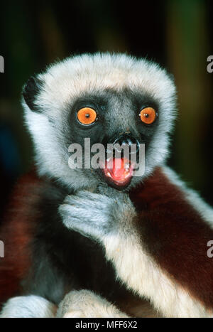 Der SIFAKA Propithecus verreauxi COQUEREL coquereli Madagaskar Stockfoto