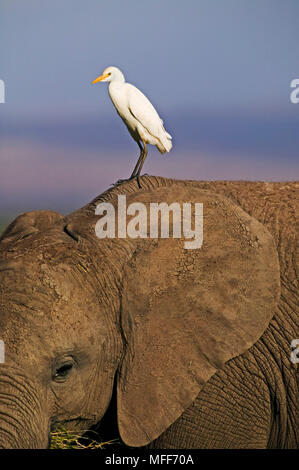 Kuhreiher Bubulcus ibis auf Elefanten Amboseli National Park Kenia sitzen Stockfoto