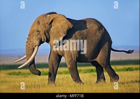 Afrikanischer Elefant Loxodonta africana Bull elephant mit großen Stoßzähnen Amboseli National Park Kenia Stockfoto