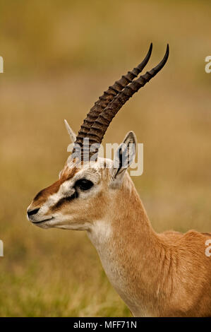 THOMSON'S GAZELLE männlichen Gazella thomsoni Amboseli National Park, Kenia. Stockfoto