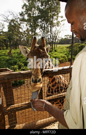 Kummerower See GIRAFFE Giraffa Camelopardalis victoriae durch guide Giraffe Center, Nairobi, Kenia zugeführt. Stockfoto